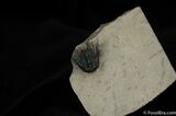Spiny Lichid Trilobite Leonaspis #455-4